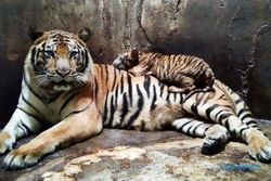 Harimau Muncul di Banjarnegara, BKSDA Jateng Kerahkan 2 Tim