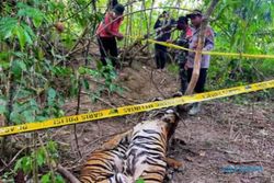 Dua Harimau Sumatra Ditemukan Mati, Diduga Kena Jeratan Babi