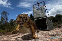 Habitat Harimau Terdesak, Bukan Berarti Boleh Jadi Peliharaan