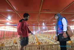 Pakai Listrik PLN, Peternak Ayam Ini Hemat Hingga Belasan Juta Rupiah