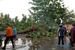 Puluhan Pohon di Bantul Roboh, Timpa Warga Hingga Tutup Akses Jalan