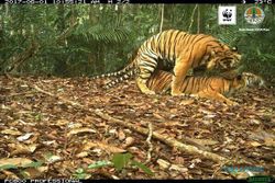 Harimau-harimau Sumatra di Kampung Transmigran Jawa
