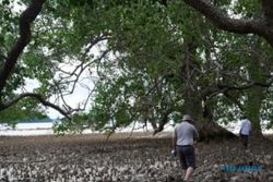 Hutan Bakau Berumur 750 Tahun di Belitung, Salah Satu Tertua di Dunia