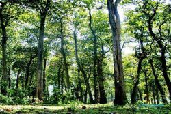 Di Balik Mistis Alas Donoloyo Wonogiri dan Pohon Jati Ratusan Tahun