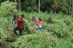 BNN Musnahkan Ribuan Batang Ganja di Pegunungan Aceh, Segini Luasnya