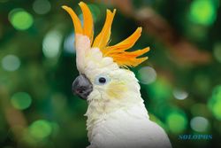 Sering Diburu, Burung Rentan Punah di Indonesia Paling Tinggi di Dunia