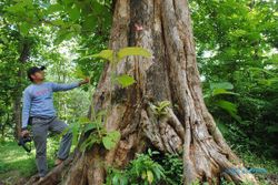 Sejarah Alas Donoloyo, Hutan Angker Tinggalan Majapahit di Wonogiri