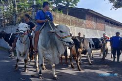 Libatkan 200 Ekor Lembu, Bakdan Sapi di Boyolali Berjalan Meriah