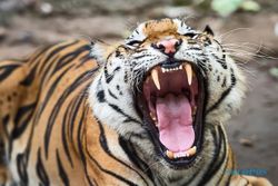 10 Berita Terpopuler: Harimau Muncul di Banjarnegara Termasuk Langka?