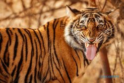 Harimau Jawa Sudah Punah, Ini Habitat & Persebarannya