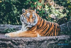 Harimau di Banjarnegara Masih Teka-Teki, BKSDA Siapkan Camera Trap