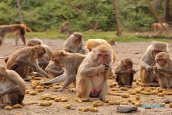 Kawanan Monyet di Jalan Pantai Baron, Pengendara Wajib Hati-Hati!