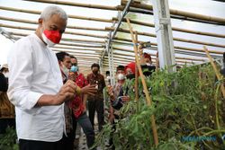 Joss! Petani di Merbabu Ekspor Produk Pertanian Organik ke Singapura