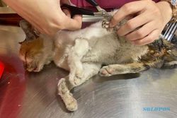 Sadis! Tukang Tambal Ban Sodomi Kucing Sampai Mati, Viral di Twitter