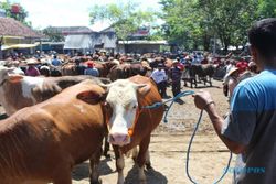 Kasus Positif PMK di Klaten Nol, tapi...