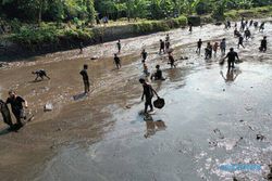 Demakijo Klaten Gelar Tradisi Mbukak Teteg, Warga Saling Berebut Ikan