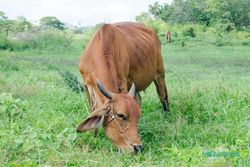 Aman! Masih Ada Stok 10.000 Ekor Sapi untuk Kurban di Klaten, Harga juga Stabil