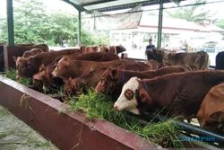 13 Sapi Terinfeksi PMK, Pasar Hewan di Wonogiri Ini Ditutup Sementara
