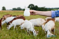 Susu & Daging Kambing Potensial Ekspor