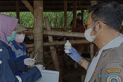 Mentan Syahrul: Distribusi dan Pelaksanaan Vaksinasi PMK Tidak Mudah