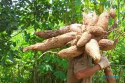 Singkong Makanan Utama Petapa Zaman Majapahit