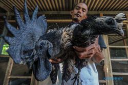 Espos Plus: Ayam Cemani dan Urgensi Pendidikan Seksual di Pesantren