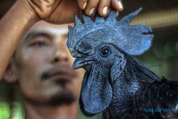 Bisnis Ternak Ayam Cemani di Bogor, Harga Jual Hingga Jutaan Rupiah