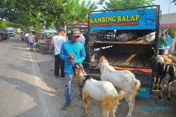 Pasar Hewan Ditutup, Pedagang di Kudus Nekat Berjualan di Pinggir Jalan