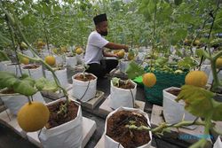 Ponpes Ta’mirul Islam Solo Panen Perdana Buah Melon Hasil Urban Farming