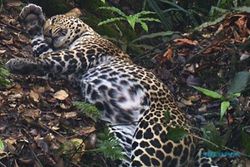 Menjaga Macan Tutul dan Harimau Jawa di Gunung Muria