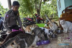Salut! Seorang Polisi di Ciamis Rawat Puluhan Kucing Liar yang Sakit