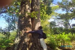 Mitos Pohon Jati Keramat Wonogiri, Bahaya Pejabat Lewat di Bawahnya?