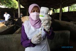Sragen Dapat Jatah 3.800 Dosis Vaksin PMK, Kapan Disuntikkan?