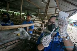 Vaksinasi PMK Ternak Sapi di Sukoharjo, Jadi Percontohan di Jateng