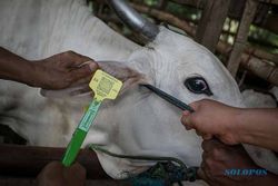 Jateng Dapat Vaksin PMK 1.500 Dosis, Ini Daerah yang Diprioritaskan