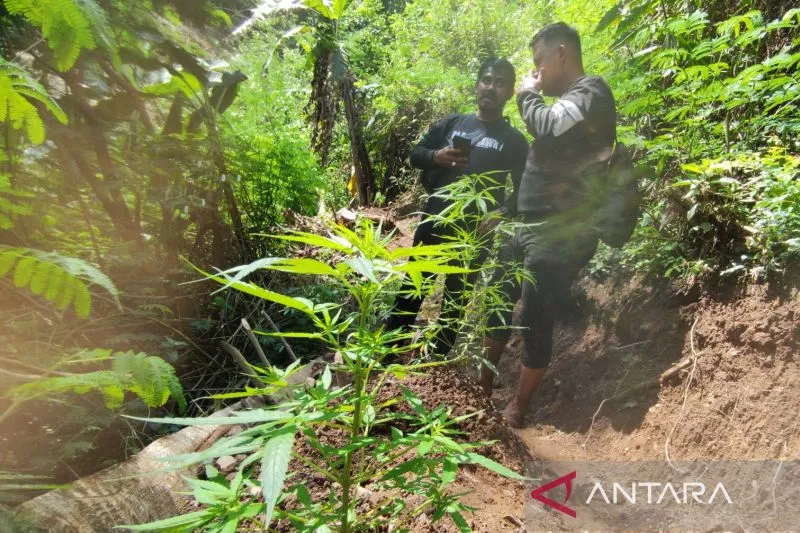 Ladang Ganja 10 Hektare Ditemukan di Cianjur, Lokasinya di Tengah Hutan