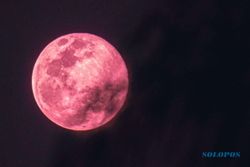 Saksikan Indahnya Bulan Strawberry, Bulan Purnama di Selasa Malam