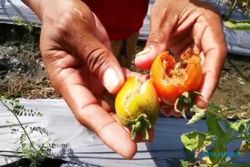 Musim Kemarau Basah, Tanaman Tomat di Madiun Rusak & Panen Menurun