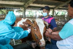 Vaksin PMK Tiba di Salatiga, Hewan Ternak Langsung Disuntik