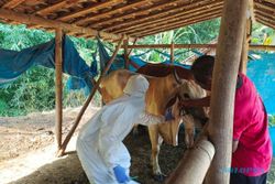 Waduh! Kematian 39 Sapi di Jambangan, Geyer, Grobogan Positif PMK