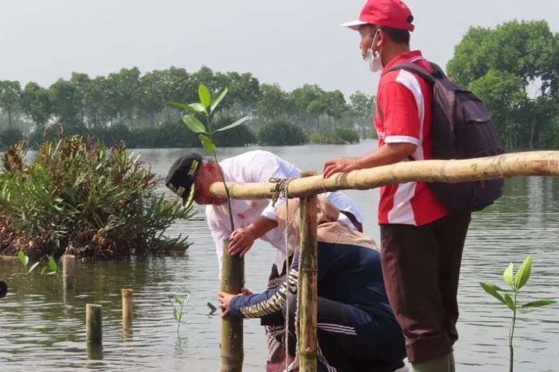 Atasi Banjir Rob di Pekalongan, 2.500 Bibit Mangrove Ditanam di Degayu