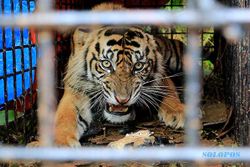 BKSDA Evakuasi Harimau Sumatra Masuk Kandang Jebak di Aceh Selatan