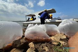 Ratusan Ribu Benih Ikan Disebar di WGM Wonogiri, Ini Daftar Sebarannya