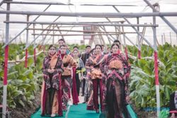 Viral Citayam Fashion Week, Disusul Peragaan Busana di Kebun Tembakau