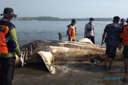 Bangkai Hiu Tutul Terdampar di Pantai Kulonprogo,Karena Perburuan Liar?