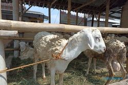 Laris Manis, Jelang Iduladha Kambing dan Domba di Sukoharjo Naik Harga 
