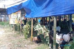 Kebutuhan Hewan Kurban di Kota Solo Capai 7.600 Ekor, Pasokan dari Soloraya 