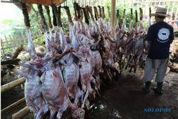 Alhamdulillah! Satu Kampung di Kabupaten Ini Berkurban 800 Ekor Domba