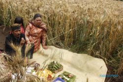Kondisi Global Ancam Stok Gandum Lokal dan Menakar Peluang Budidaya 