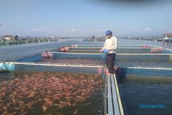 Harga Pakan Terus Naik, Petani Ikan Wonogiri Pilih Kualitas Rendah
